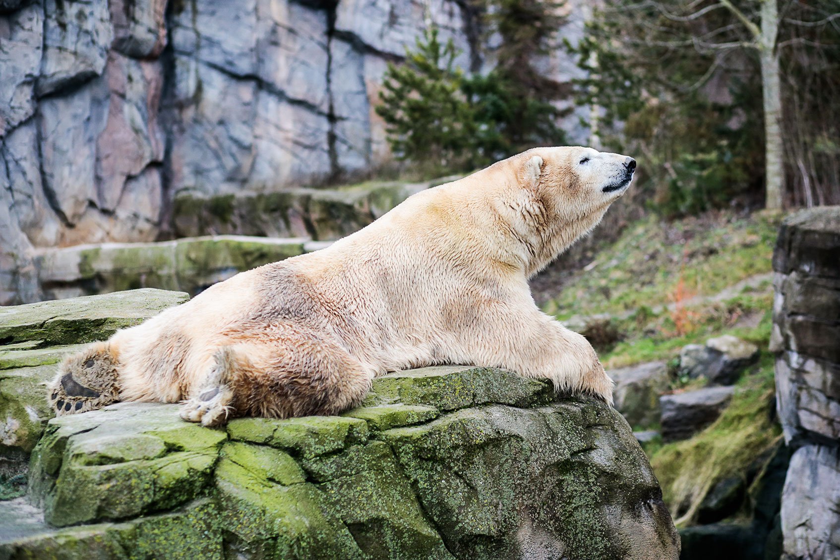 A polar bear is lying on a rock at the zoo in Hanover