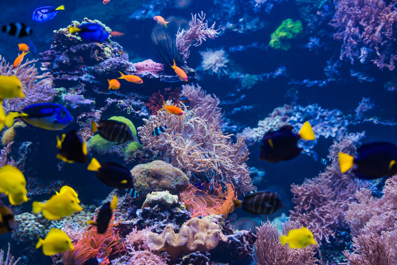 Aquarium mit unterschiedlichen Fischen und Pflanzen